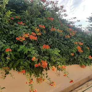 The Orange Groove Bed and breakfast